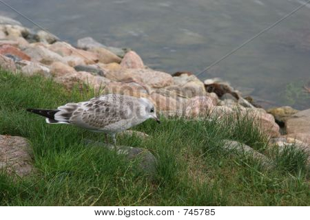 Młoda mewa
