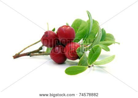Twig With Cranberries And Leaves