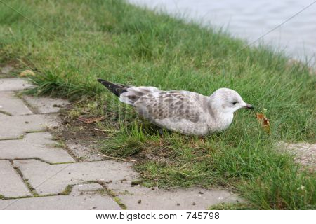 Młoda mewa