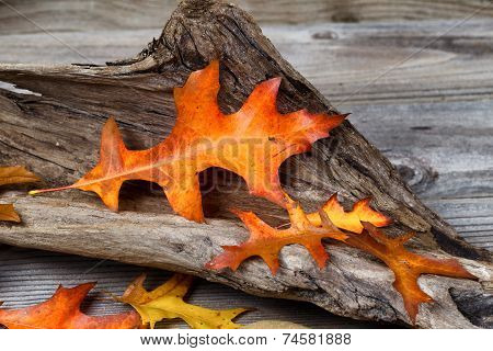 Large Oak Leaf In Autumn Color