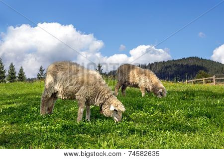 Sheep Grazing In A Meadow With Lush Green Grass