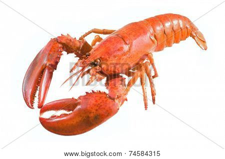 A cooked red lobster over white