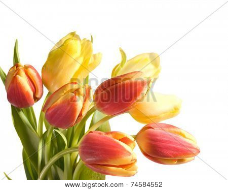 bouquet of the fresh tulips