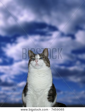 Héroe Cat