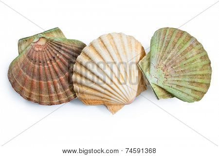 scallops shell (See Pectinidae) on the white background