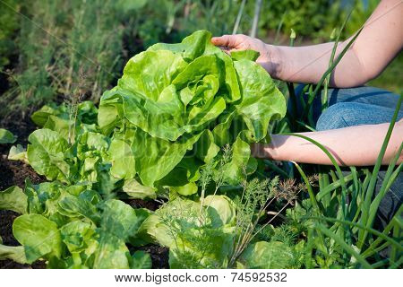 woman picking fresh lettuce from her garden