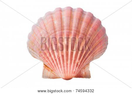 scallops shell (See Pectinidae) on the white background
