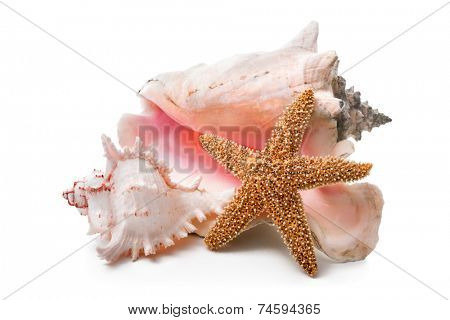 Sea shells on the white background