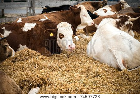 Cows lying on the ground having a rest on a farm