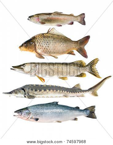 fish collection isolated on the white background