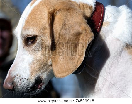Beagle Harrier Puppy