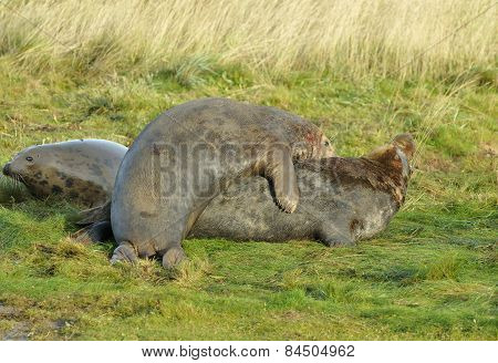 Atlantic Grey Seal