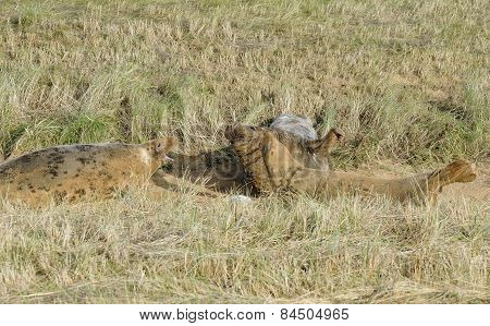 Atlantic Grey Seal