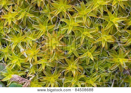 macro picture of vegetation background