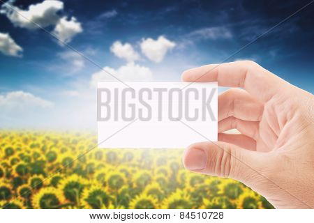 Agricultural Farmer Holding Blank Business Card In Sunflower Field