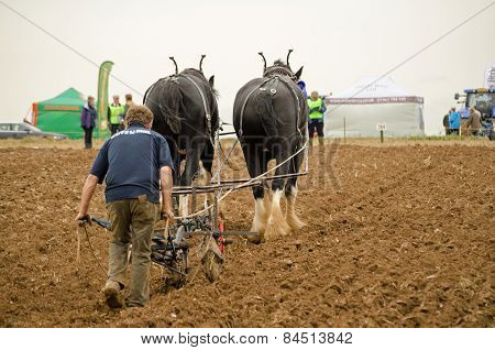 Horse drawn ploughing championship