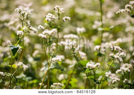 Buckwheat Flowers On Field In Summer