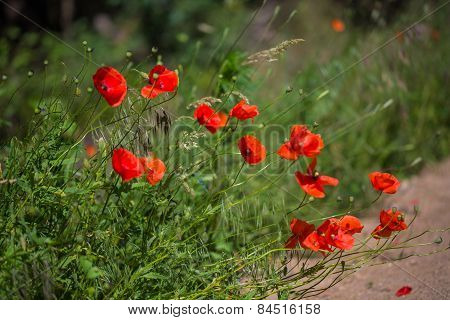 Beautiful Poppy Flowers In Nature