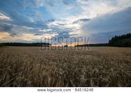 Sunset Over Cereal Field In Summer