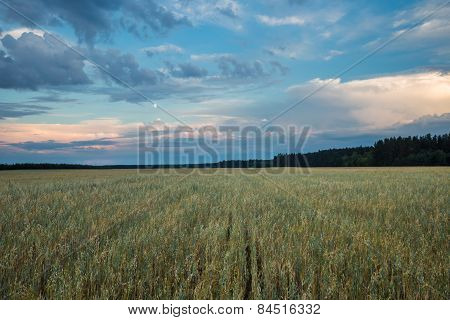 Sunset Over Cereal Field In Summer