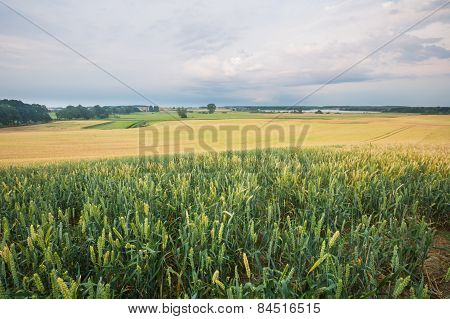 Sunset Over Cereal Field In Summer