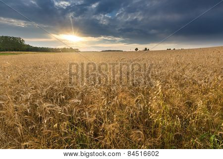 Sunset Over Cereal Field In Summer