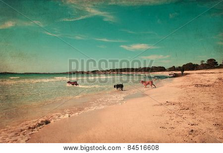 Dog Playing