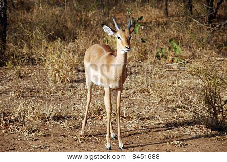Bushbuck