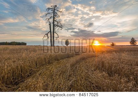 Sunset Over Cereal Field In Summer
