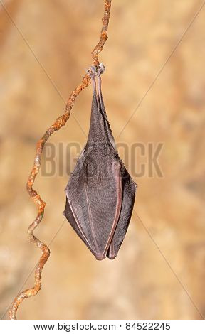 Lesser Horseshoe Bat (rhinolophus Hipposideros)