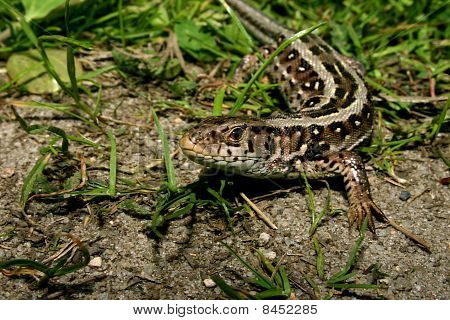 Sabbia lucertola (Lacerta agilis)