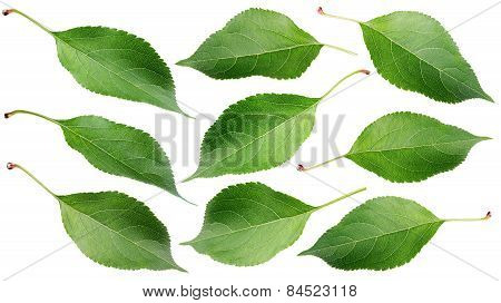 Green Apple Leaves On White