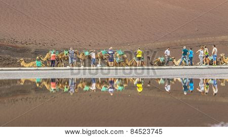 Caravan Of Camels With Tourists In Timanfaya National Park