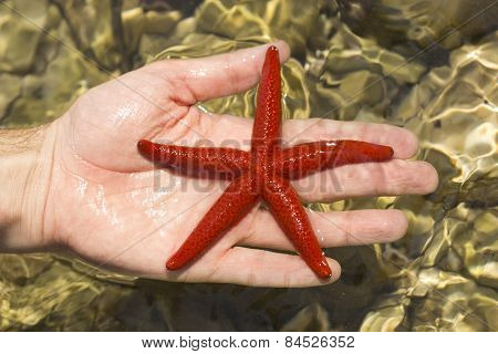 starfish in hand