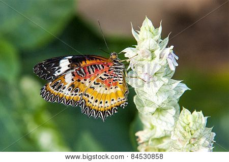 Leopard Lacewing