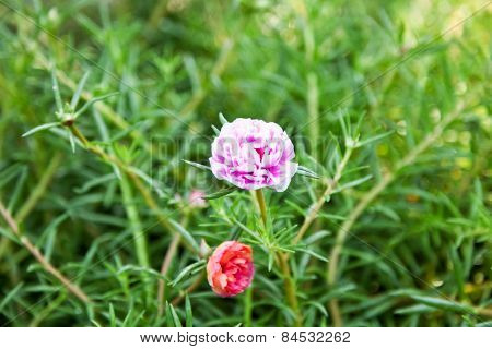 Common Purslane Flower In The Garden, Pusley