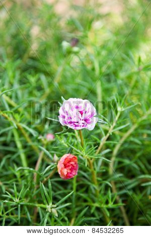 Common Purslane Flower In The Garden, Pusley