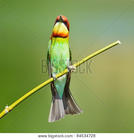 Chestnut-headed Bee-eater