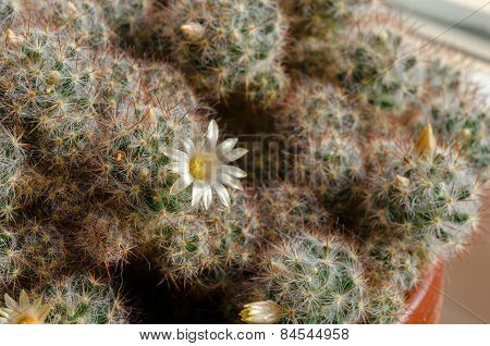 Blooming Cactus