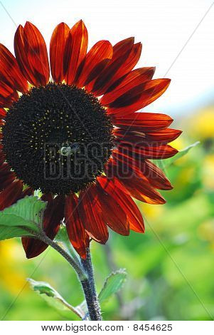 Ape visite girasole rosso
