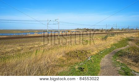 Heck cattle grazing along a railroad in winter