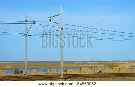 Heck cattle walking along a railroad