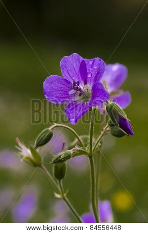 woodland cranesbill