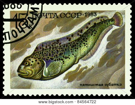 Vintage  Postage Stamp. Fish Anarhichas Minor.
