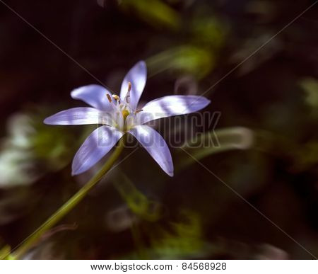 Blooming White Wild Flowers