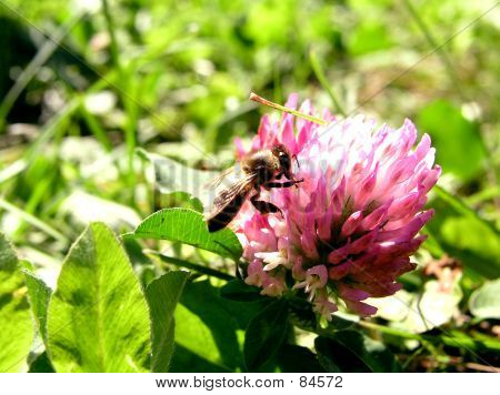 Bee_011