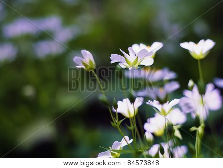 Blooming White Wild Flowers