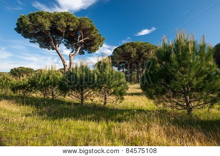 Italian Stone Pine