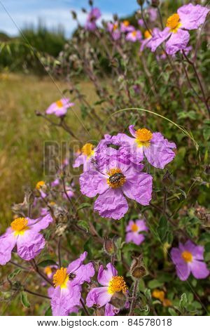 Pinc Young Flowers Growing In Green Farm Field