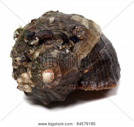 Veined Rapa Whelk Isolated On White Background